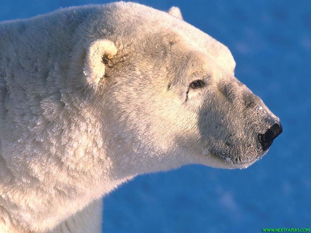 Ours - 027